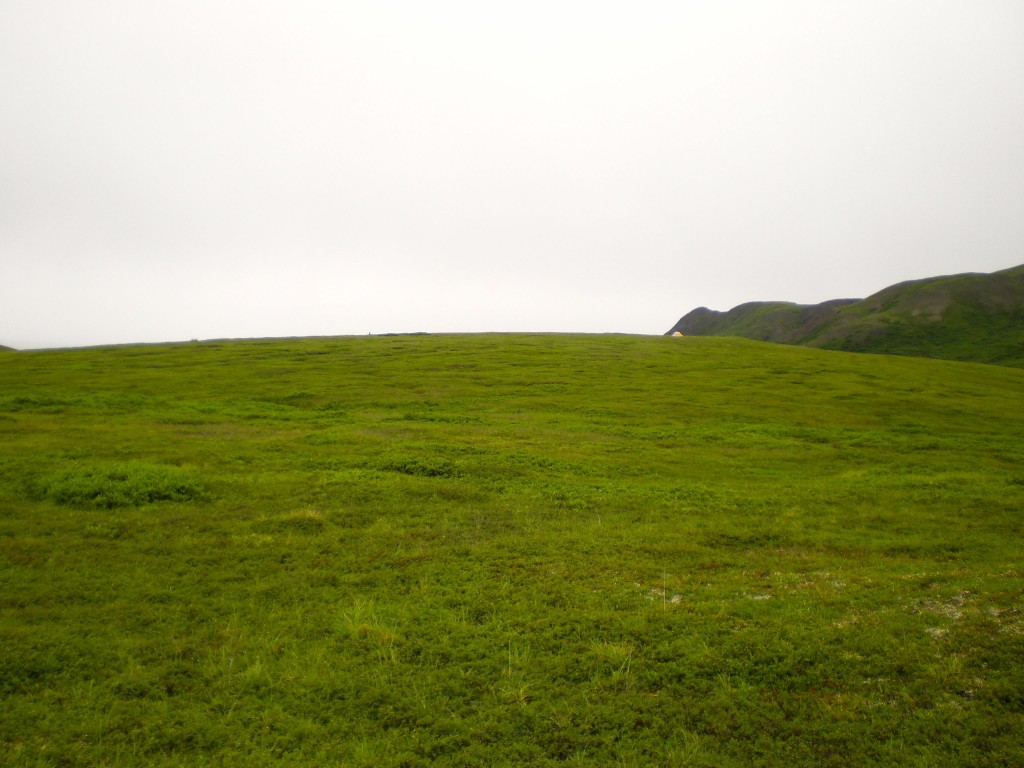 Bear's eye view of camp